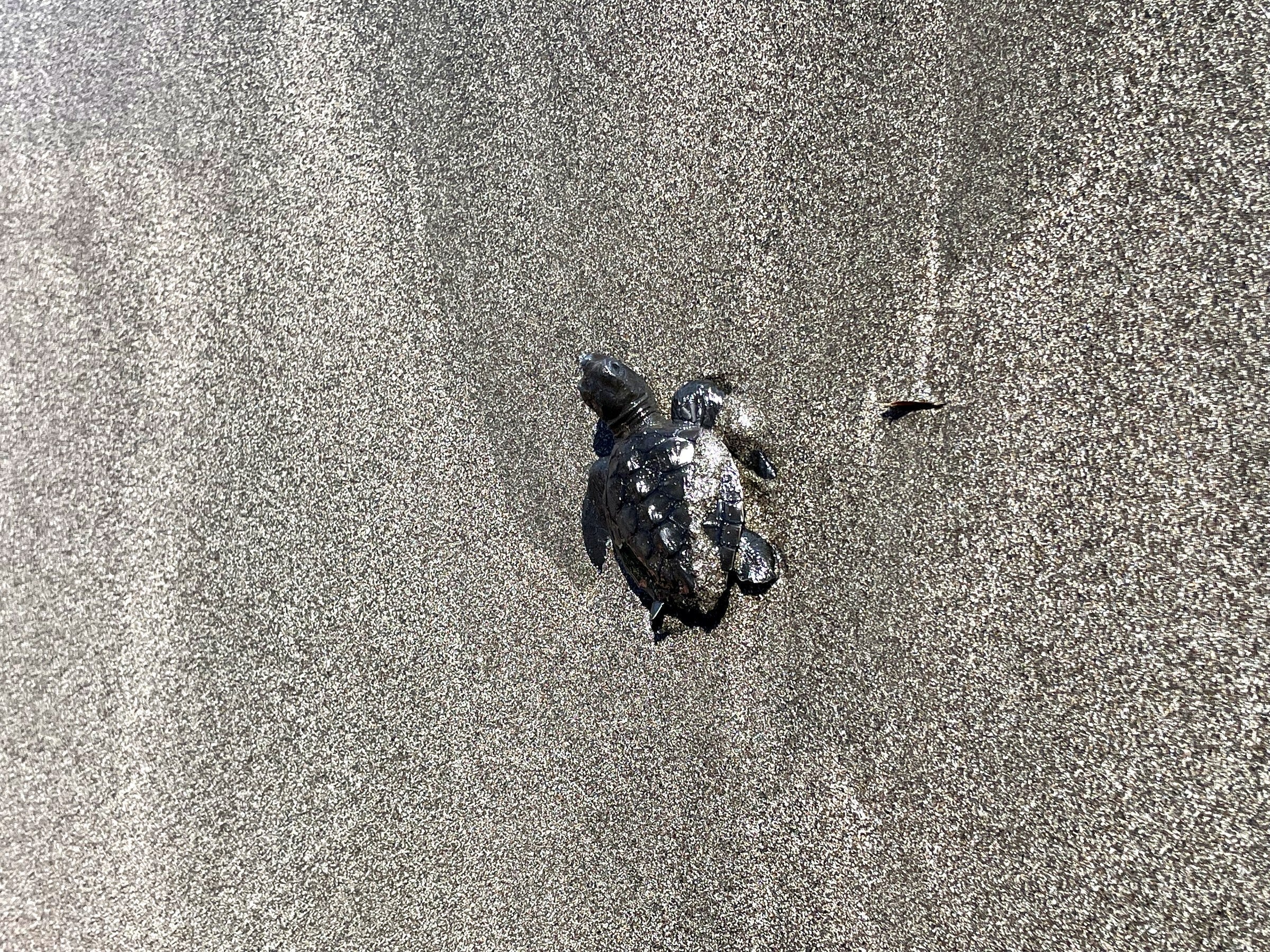Baby sea turtle on the sand in Indonesia